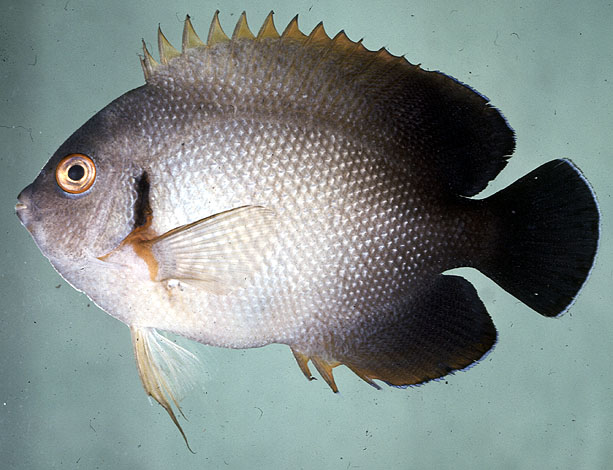 Centropyge vrolikii (Bleeker, 1853)